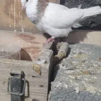نر طوق کاکلی مست
