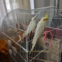 عروس هلندی مولد