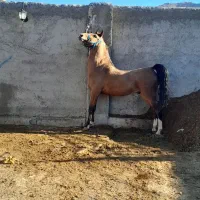 کره سالار فرخشهر تایید ۱ فدراسیون|اسب و تجهیزات اسب‌سواری|فارسان, |دیوار