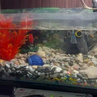 آکواریوم|ماهی|زاهدان, |دیوار