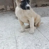 دو قلاده توله سگ خراسانی اصیل۲ماهه|سگ|مشهد, انقلاب|دیوار