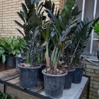 زامیفولیا سوپر بلک زامو سوپر بلک /زاموفلیاسوپر بلک