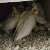 جفت مولد عروس هلندی