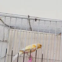 قناری|پرنده|بیرجند, |دیوار