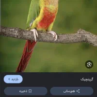 پرنده گرینچیک