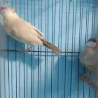 فنچ نرگسی|پرنده|جهرم, |دیوار