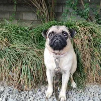 واگذاری سگ پاگ|سگ|ساری, |دیوار