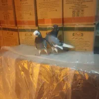 آبی آسمانی|پرنده|آبدانان, |دیوار