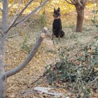 سگ نردوبرمن.مشکی|سگ|سبزوار, قصبه شرقی|دیوار