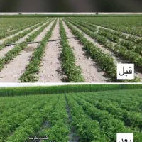 جذب نیرو در حیطه کشاورزی