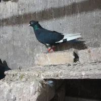 قاره سیاه ماده