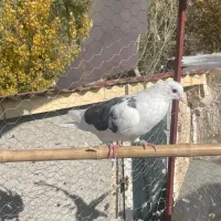 کبوتر|پرنده|هیر, |دیوار