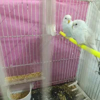 مرغ عشق|پرنده|مشهد, موعود|دیوار