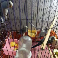 مرغ عشق|پرنده|قم, شهر قائم|دیوار