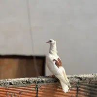 کبوتر کاکلی