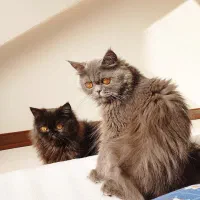 دو عدد گربه پرشین
