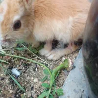 واگزاری خرگوش رایگان