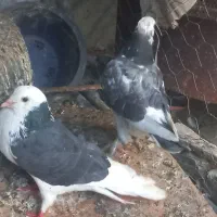 کبوتر کاشانی ، شازده ، خال سرخ . مشکی|پرنده|شاهین‌شهر, عطار|دیوار