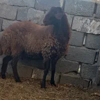 بره همو هترو