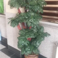 گل تزیینی