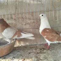 کبوتر پرشی وبا نژاد خوب شهرستان کاشان و آران بیدگ