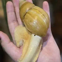 حلزون یکی بخر دوتا ببر|خزنده|اصفهان, شمس آباد|دیوار