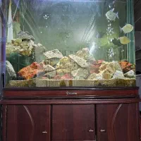 آکواریوم شرکتی