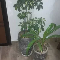 گل شفلرا و گل سوسن