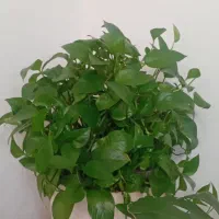 گل و گیاه|گل و گیاه طبیعی|اندیشه, اندیشه فاز ۲|دیوار
