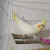 عروس هلندی|پرنده|قم, علی آباد|دیوار