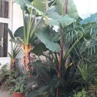 گل بابا آدم باغچه ای تنه سبز با قد ۳ متری|گل و گیاه طبیعی|آمل, |دیوار