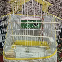 مرغ عشق ماده|پرنده|کیاشهر, |دیوار