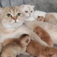 اسکاتیش ماده