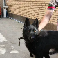 سگ ژرمن شپرد بلک