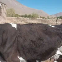 گاوشیری اصل باگوساله|حیوانات مزرعه|شازند, |دیوار