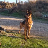 سگ ژرمن اصیل کلاسیک  ۱۱ماهه نر|سگ|کرمانشاه, |دیوار