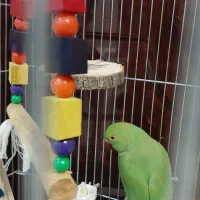 جوه طوطی ملنگو نر