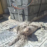 بسم الله. سگ باهوش ومهربان