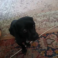 سگ اشپیتز نژاد دار|سگ|تبریز, |دیوار