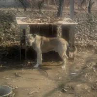 گرگی نگهبان وسرابی|سگ|نوشین شهر, |دیوار