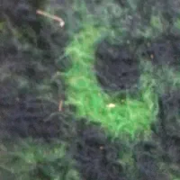 گیلاس تک دانه مشهد