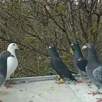 آلمانی و رنگی کفتر شاندیز