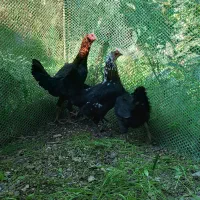 مرغ دورگ لاری دم تخم|حیوانات مزرعه|تنکابن, |دیوار