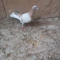 کبوتر|پرنده|فسا, |دیوار