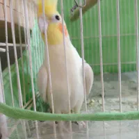 عروس هلندی