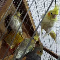 عروس هلندی|پرنده|خاوران, |دیوار