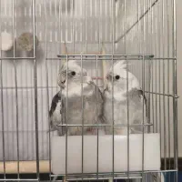 عروس هلندی وایت فیس