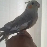 عروس هلندی ارام ودستی وسخنگو|پرنده|گالیکش, |دیوار