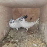 کفتر پرشی کبوتر