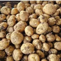 سیب زمینی مخصوص سمبوسه